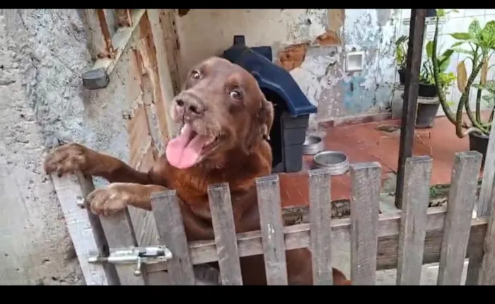 Cachorro raça Labrador idade 5 anos nome Tayson