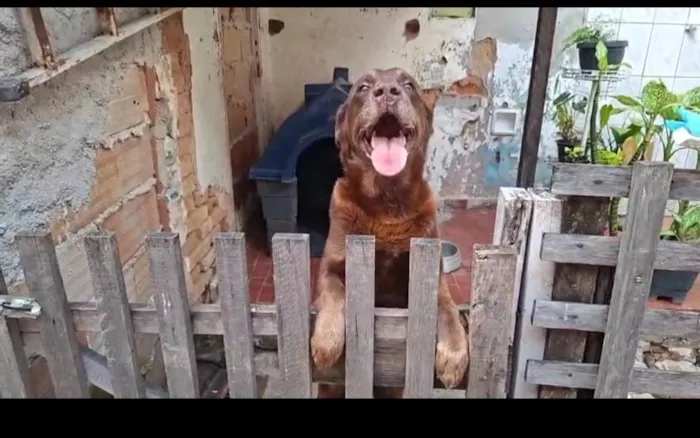 Cachorro raça Labrador idade 5 anos nome Tayson