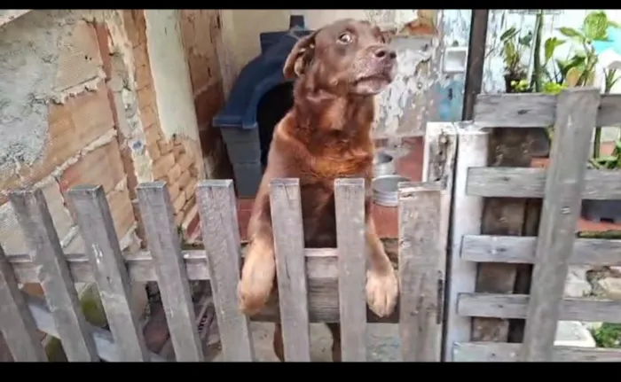 Cachorro raça Labrador idade 5 anos nome Tayson