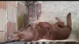 Tayson