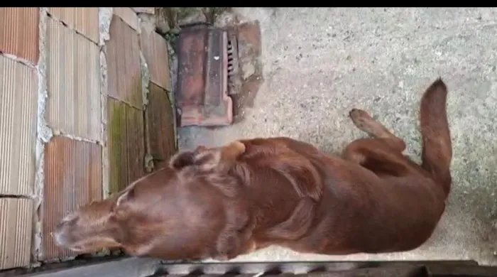 Cachorro raça Labrador idade 5 anos nome Tayson
