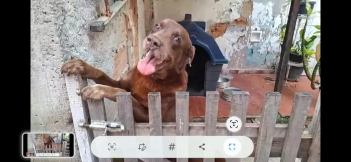 Cachorro raça Labrador idade 5 anos nome Tayson