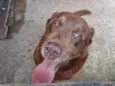 Tayson
