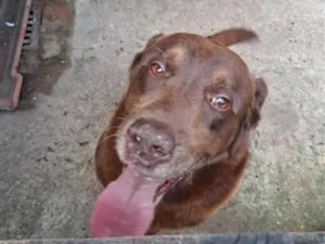 Cachorro raça Labrador idade 5 anos nome Tayson