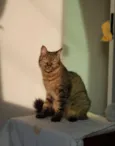 Kira