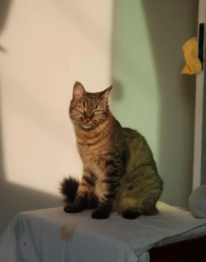 Gato raça SRD-ViraLata idade 4 anos nome Kira