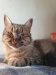 Kira
