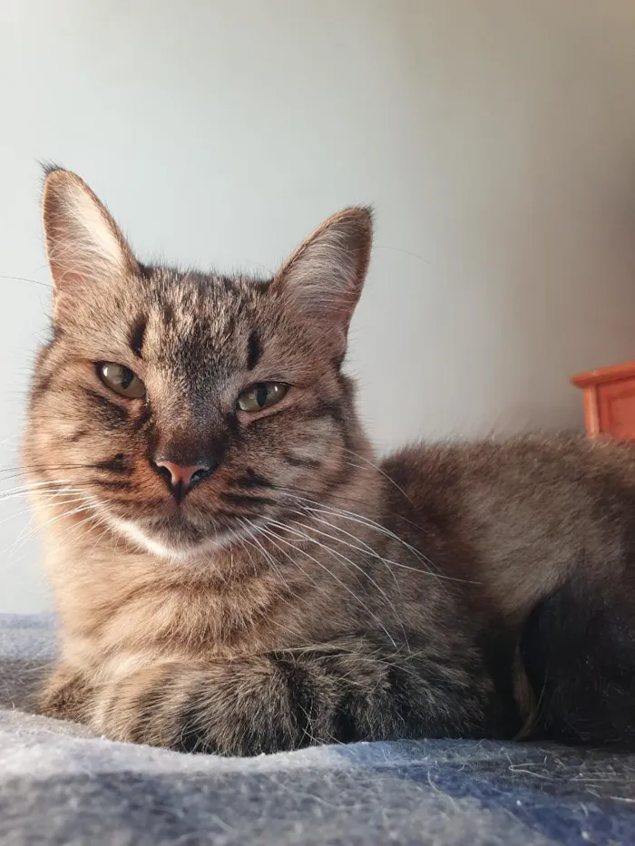 Gato raça SRD-ViraLata idade 4 anos nome Kira