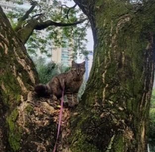 Gato raça SRD-ViraLata idade 4 anos nome Kira