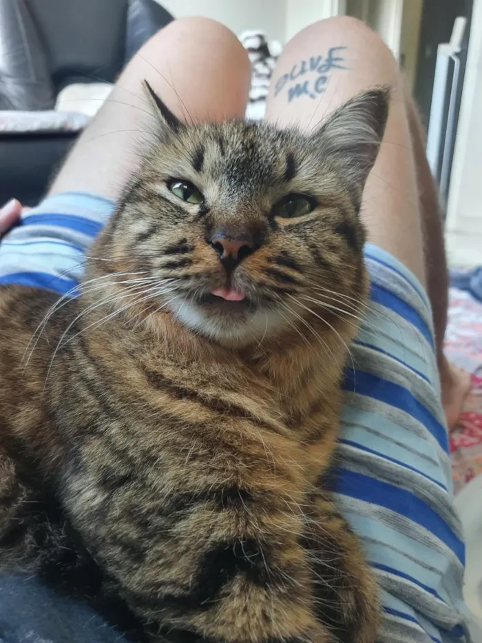 Gato raça SRD-ViraLata idade 4 anos nome Kira