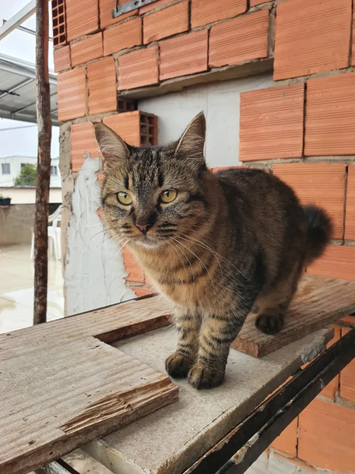 Gato raça SRD-ViraLata idade 4 anos nome Kira