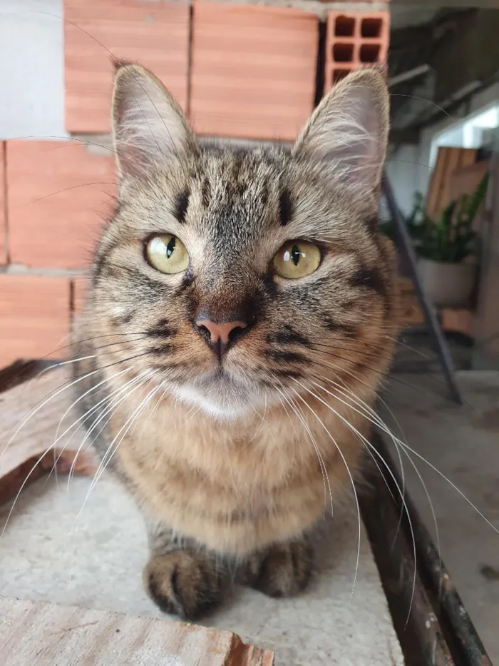Gato raça SRD-ViraLata idade 4 anos nome Kira