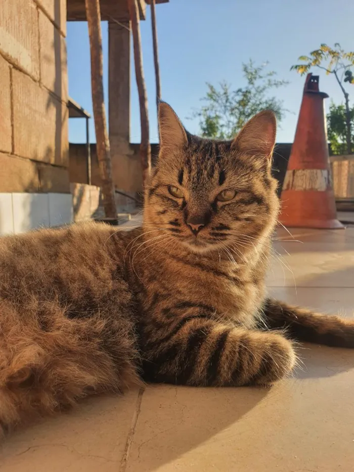 Gato raça SRD-ViraLata idade 4 anos nome Kira