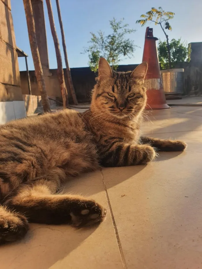 Gato raça SRD-ViraLata idade 4 anos nome Kira