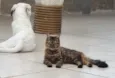 Kira