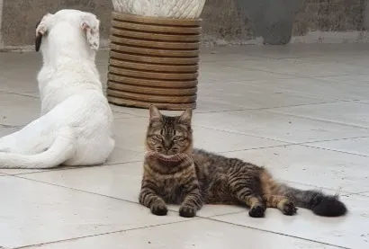 Gato raça SRD-ViraLata idade 4 anos nome Kira