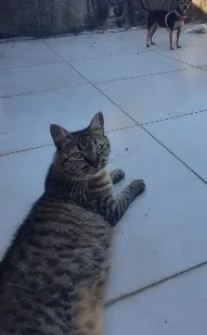 Gato raça SRD-ViraLata idade 4 anos nome Kira
