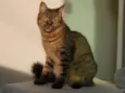 Kira