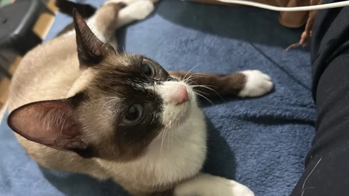 Gato raça SRD-ViraLata idade 1 ano nome Maya Mia e seus filhotes 