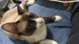 Maya Mia e seus filhotes