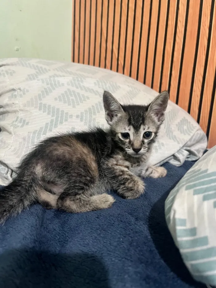 Gato raça SRD-ViraLata idade 1 ano nome Maya Mia e seus filhotes 