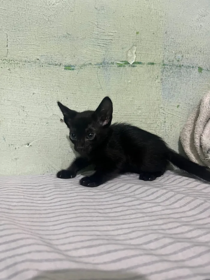 Gato raça SRD-ViraLata idade 1 ano nome Maya Mia e seus filhotes 