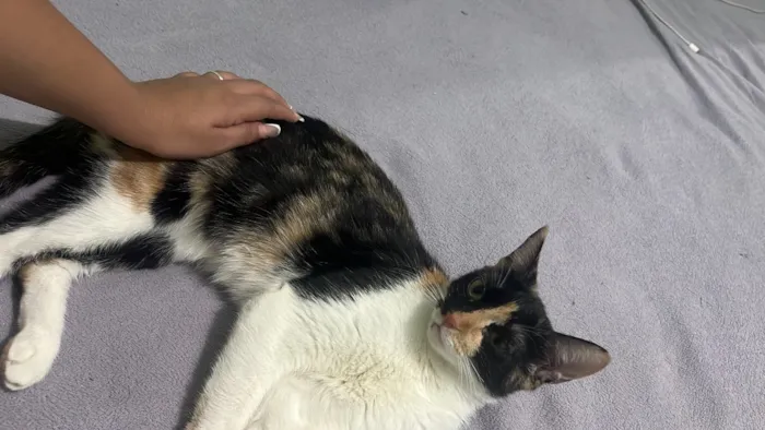 Gato raça SRD-ViraLata idade 1 ano nome Maya Mia e seus filhotes 