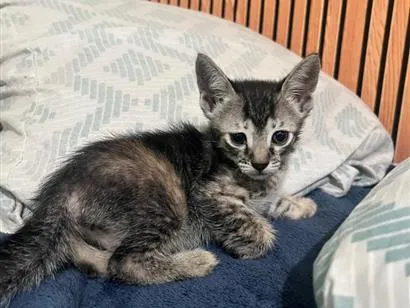 Gato raça SRD-ViraLata idade 1 ano nome Maya Mia e seus filhotes 