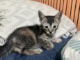 Maya Mia e seus filhotes