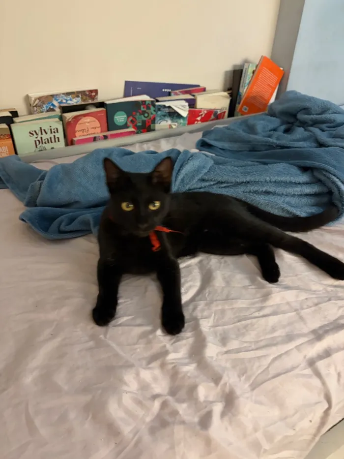 Gato raça SRD-ViraLata idade 7 a 11 meses nome Neném 