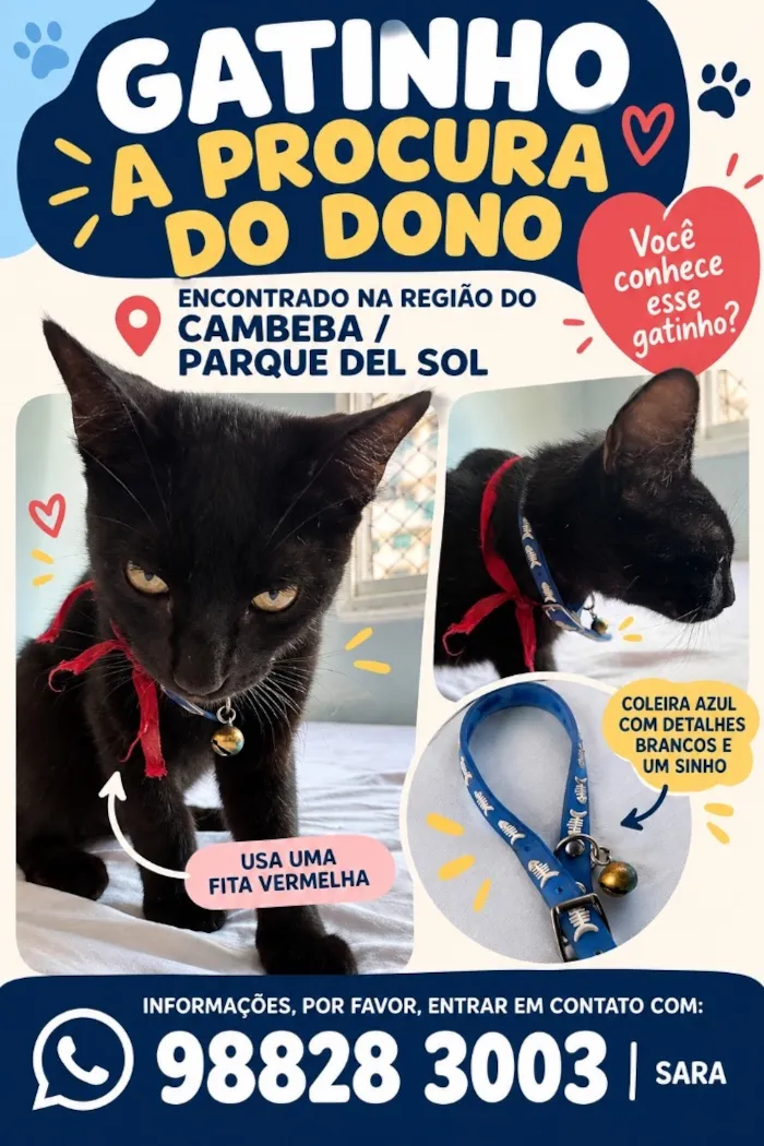 Gato raça SRD-ViraLata idade 7 a 11 meses nome Neném 