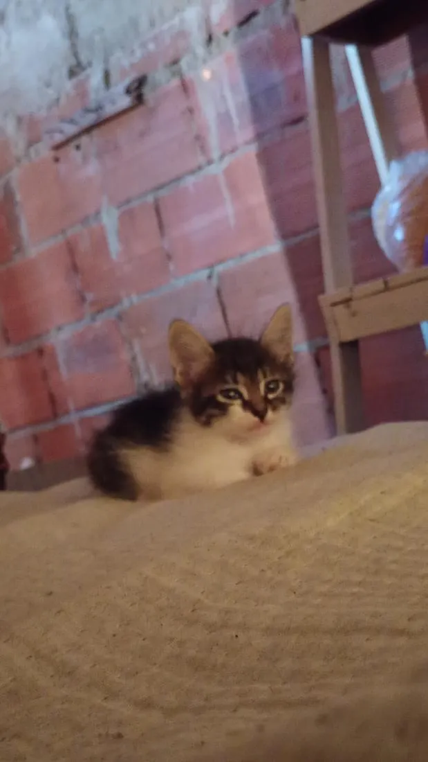Gato raça SRD-ViraLata idade 2 a 6 meses nome bob