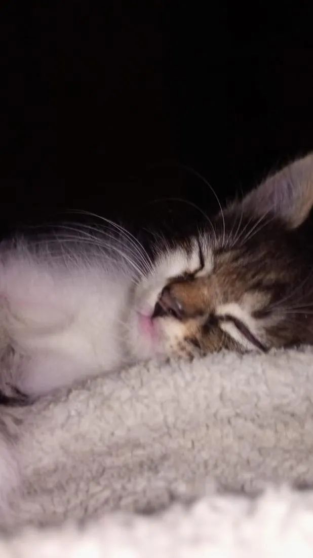 Gato raça SRD-ViraLata idade 2 a 6 meses nome bob