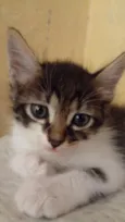 bob