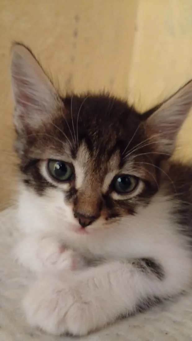 Gato raça SRD-ViraLata idade 2 a 6 meses nome bob