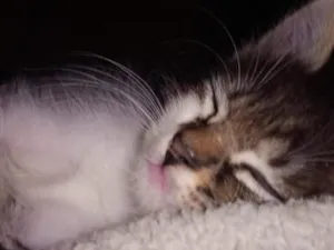 Gato raça SRD-ViraLata idade 2 a 6 meses nome bob