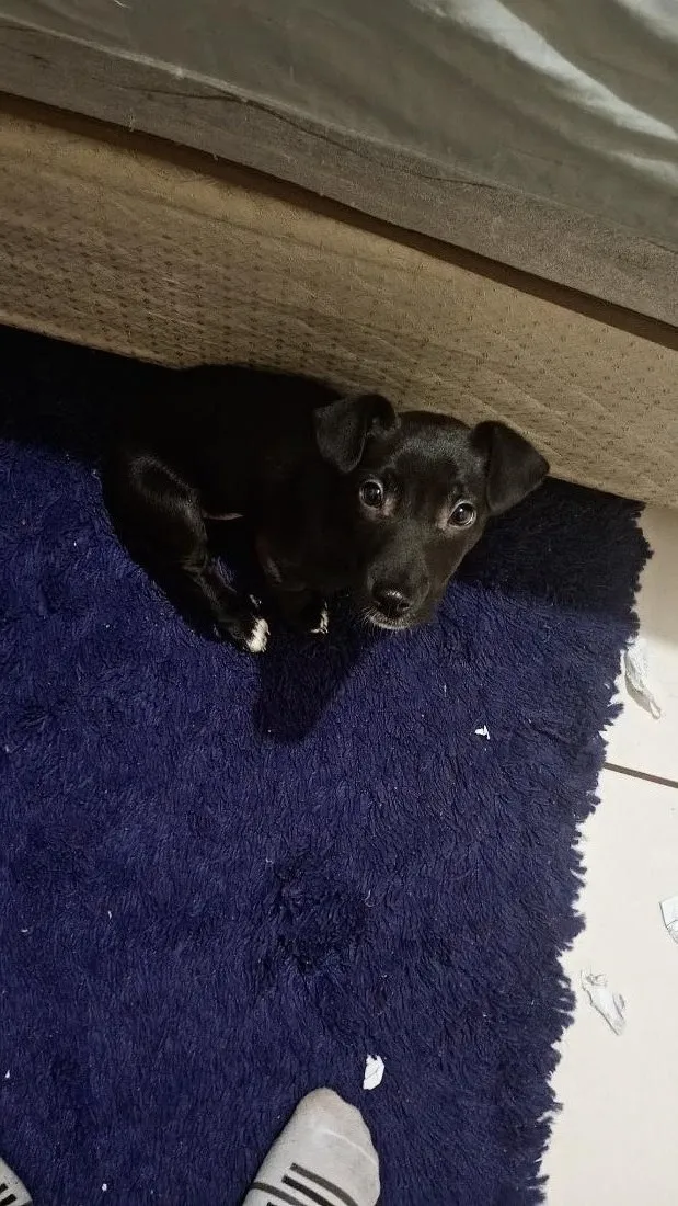 Cachorro raça SRD-ViraLata idade 2 a 6 meses nome Luke 