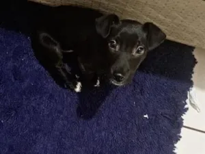 Cachorro raça SRD-ViraLata idade 2 a 6 meses nome Luke 