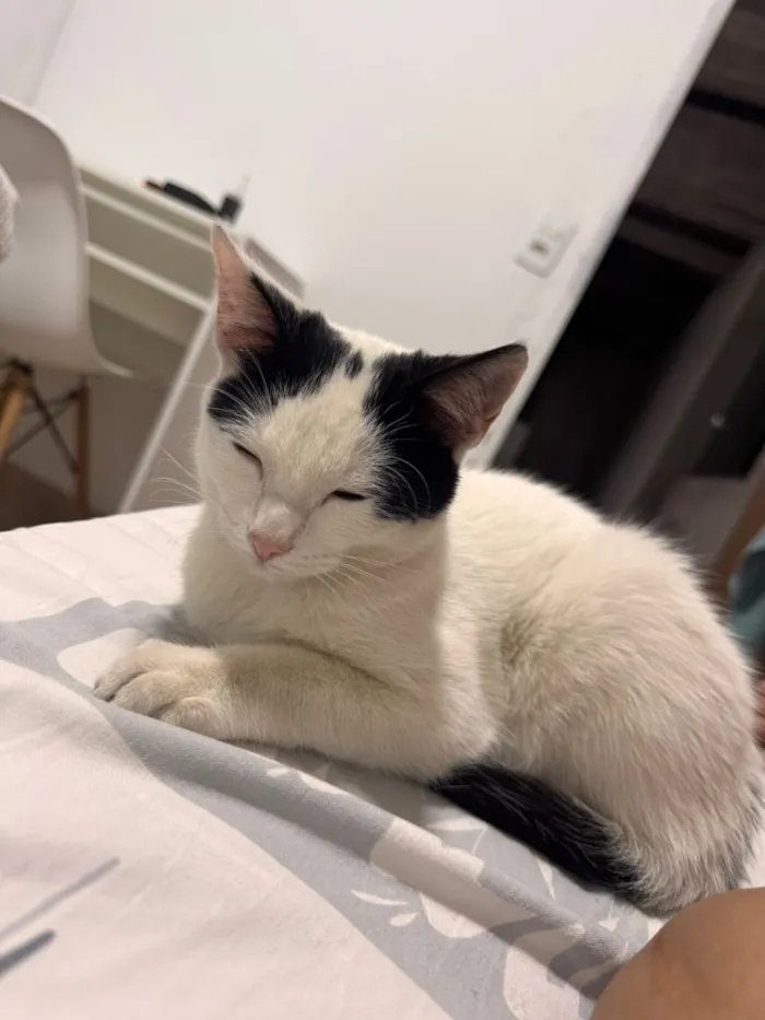 Gato raça SRD-ViraLata idade 2 a 6 meses nome Shusy