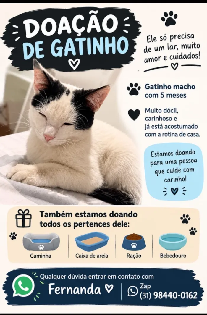 Gato raça SRD-ViraLata idade 2 a 6 meses nome Shusy