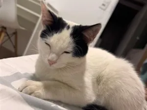 Gato raça SRD-ViraLata idade 2 a 6 meses nome Shusy