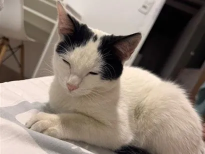 Gato raça SRD-ViraLata idade 2 a 6 meses nome Shusy