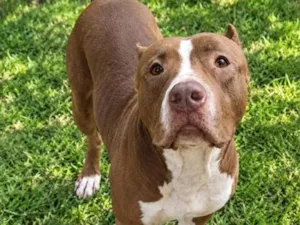 Cachorro raça SRD-ViraLata idade 2 anos nome Thor