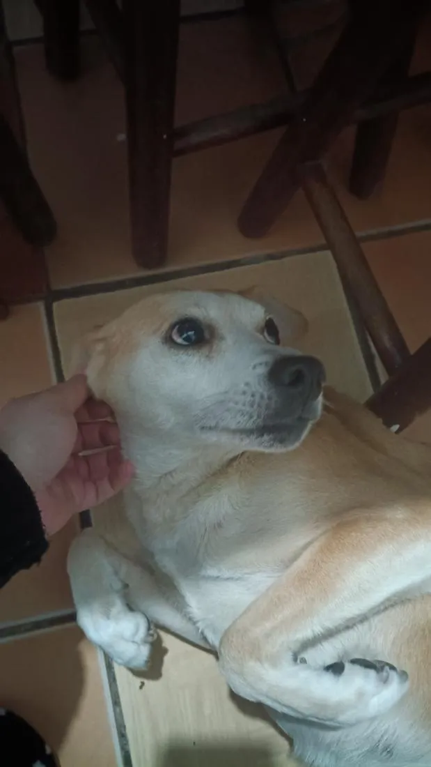 Cachorro raça SRD-ViraLata idade 6 ou mais anos nome Pandora