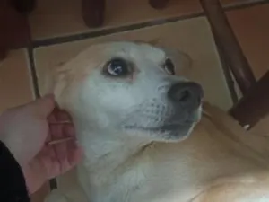 Cachorro raça SRD-ViraLata idade 6 ou mais anos nome Pandora
