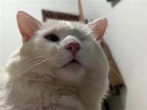 Gato raça SRD-ViraLata idade 1 ano nome Briso