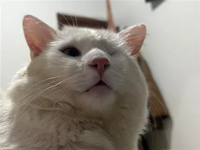 Gato raça SRD-ViraLata idade 1 ano nome Briso