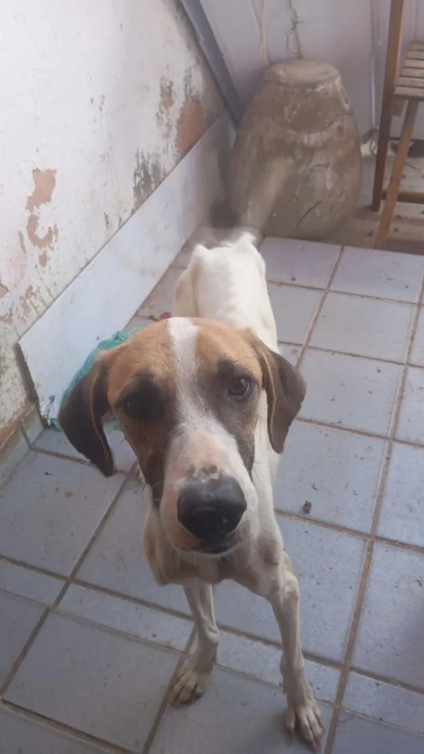 Cachorro raça SRD-ViraLata idade 3 anos nome tina