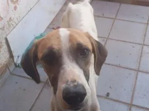 Cachorro raça SRD-ViraLata idade 3 anos nome tina