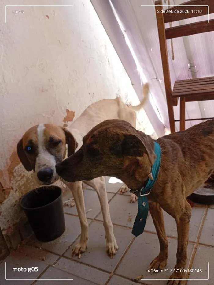 Cachorro raça SRD-ViraLata idade 2 anos nome Maltine/tina 